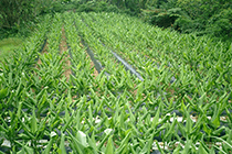 ウコンの栽培風景